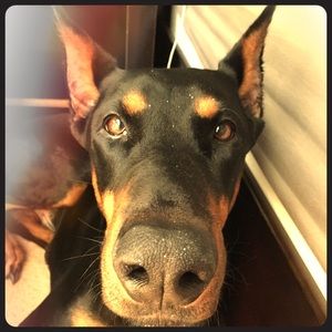 Meet your Posher, Bryson